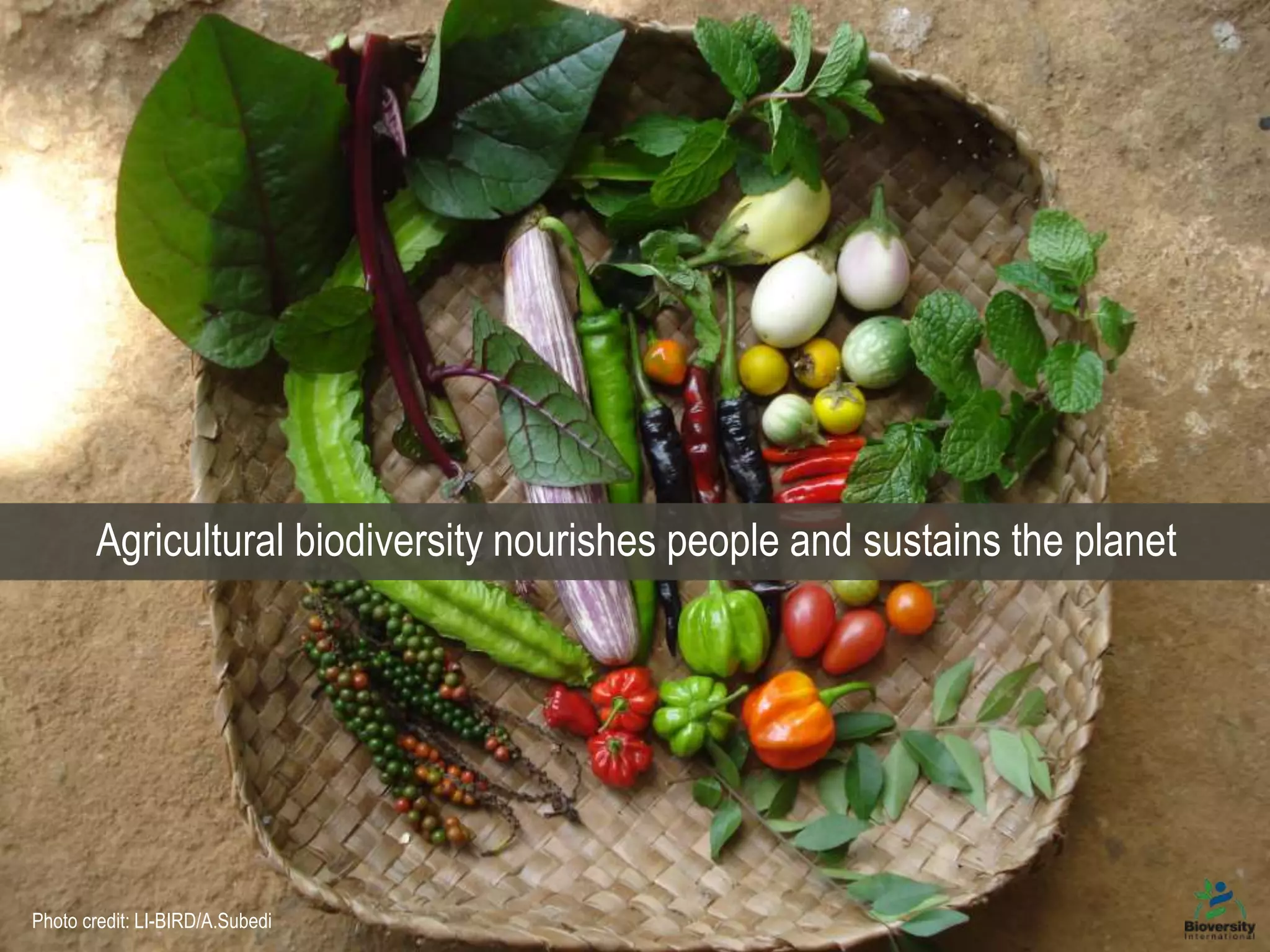 Agricultural biodiversity nourishes people and sustains the planet
Photo credit: LI-BIRD/A.Subedi
 