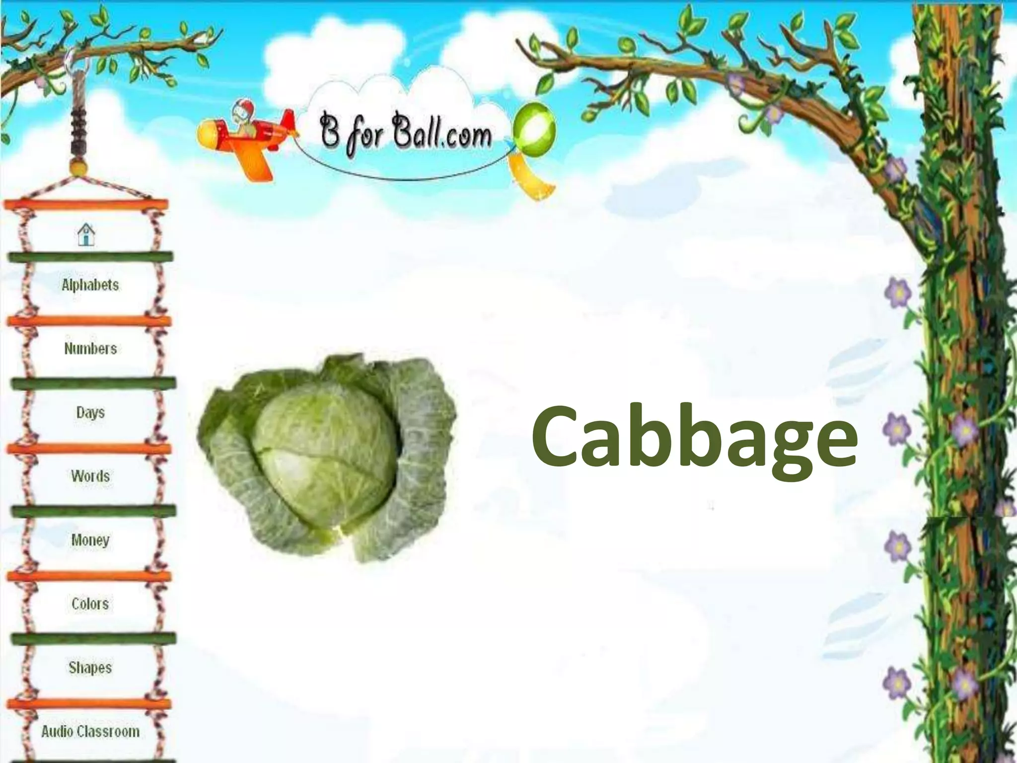 Cabbage
 
