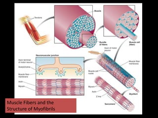 Muscle Fibers and the
Structure of Myofibrils
 