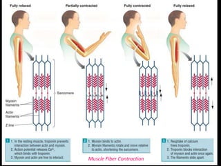 Muscle Fiber Contraction
 