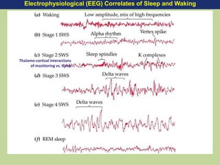 Electrophysiological (EEG) Correlates of Sleep and Waking
Thalamo-cortical interactions
of monitoring vs. sleep
 