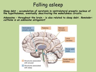 Falling asleep
Sleep debt – accumulation of serotonin in ventrolateral preoptic nucleus of
the hypothalamus, eventually deactivating the wakefulness circuits.
Adenosine – throughout the brain – is also related to sleep debt. Reminder:
caffeine is an adenosine antagonist!
 