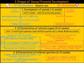 3 Stages of Sexual Prenatal Development
1. Development of gonads (~6 weeks)
Until 6 weeks – identical primordial gonads
Genetic sexXY Chromosomes XX Chromosomes
Gene
expression
Sex-determining region of Y (SRY) gene
Testis-determining factor protein encoded
Testes development
No gene
expression
Ovaries development
No SRY expression
2. Differentiation of internal organs (9-12 weeks)
Until ~3 month both possess a male Wolffian system and a female Mullerian system
Testes secrete 2 hormones:
Testosterone (T; type of male androgen)
Anti-Mullerian hormone (AMH)
Promote development of Wolffian system
–> seminal vesicles, vas deferens, prostate
Absence of T ->
regression of Wolffian system
Degeneration of Mullerian system
Ovaries are not active in producing
female fetus hormones.
T and AMH are also not
produced.
Absence of AMH -> Mullerian system develops
-> uterus, vagina upper portion, fallopian tubes
3. Differentiation of external genitalia (6-12 weeks)
5-alpha-dihydrotestosterone (DHT)
hormone created from T
Development of male external genitalia:
penis, scrotum
Development of female external
genitalia: labia, clitoris, outer vagina
 