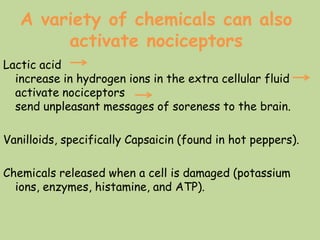 A variety of chemicals can also
activate nociceptors
Lactic acid
increase in hydrogen ions in the extra cellular fluid
activate nociceptors
send unpleasant messages of soreness to the brain.
Vanilloids, specifically Capsaicin (found in hot peppers).
Chemicals released when a cell is damaged (potassium
ions, enzymes, histamine, and ATP).
 