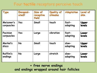 Four tactile receptors perceive touch
Type Encapsul-
ated?
Size of
receptive
field
Quality of
stimulus
Adaptation Level of
skin
Meissner’s
corpuscles
Yes Small touch fast-
adapting
Upper
levels
Pacinian
corpuscles
Yes Large vibration fast-
adapting
Lower
levels
Merkel’s
discs
No Small touch slow-
adapting
Upper
levels
Ruffini’s
endings
No Large stretch slow-
adapting
Lower
levels
+ free nerve endings
and endings wrapped around hair follicles
 