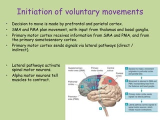 Initiation of voluntary movements
18
• Decision to move is made by prefrontal and parietal cortex.
• SMA and PMA plan movement, with input from thalamus and basal ganglia.
• Primary motor cortex receives information from SMA and PMA, and from
the primary somatosensory cortex.
• Primary motor cortex sends signals via lateral pathways (direct /
indirect).
• Lateral pathways activate
spinal motor neurons.
• Alpha motor neurons tell
muscles to contract.
 