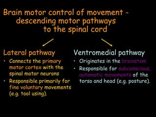 Brain motor control of movement -
descending motor pathways
to the spinal cord
Lateral pathway
• Connects the primary
motor cortex with the
spinal motor neurons
• Responsible primarily for
fine voluntary movements
(e.g. tool using).
Ventromedial pathway
• Originates in the brainstem
• Responsible for subconscious,
automatic movements of the
torso and head (e.g. posture).
 
