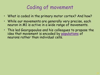 Coding of movement
19
• What is coded in the primary motor cortex? And how?
• While our movements are generally very precise, each
neuron in M1 is active in a wide range of movements.
• This led Georgopoulos and his colleagues to propose the
idea that movement is encoded by populations of
neurons rather than individual cells.
 