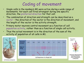 Coding of movement
20
• Single cells in the monkey’s M1 were active during a wide range of
movements. Yet each cell fired strongest during one specific
direction, the preferred direction for that cell.
• The combination of direction and strength can be described as a
vector – the direction of the vector is the direction of movement, and
the length of the vector is the activity strength.
• Primary motor neurons control movement as a function of cell
population activity, rather than as a function of single cell activity.
• Thus the actual movement is in the direction of the sum of the
activity of population of all cells in M1.
 