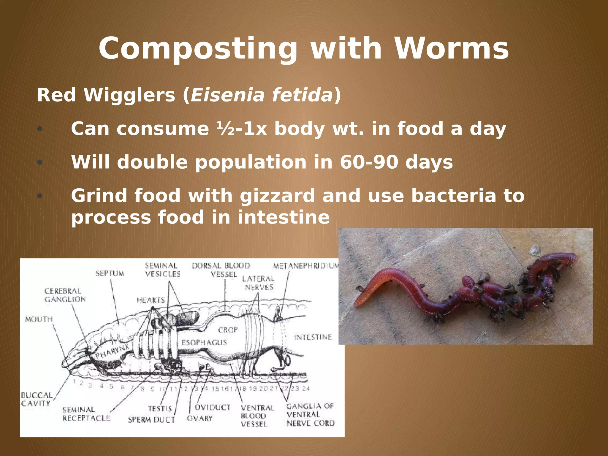 Composting with Worms
Red Wigglers (Eisenia fetida)
• Can consume ½-1x body wt. in food a day
• Will double population in 60-90 days
• Grind food with gizzard and use bacteria to
process food in intestine
 