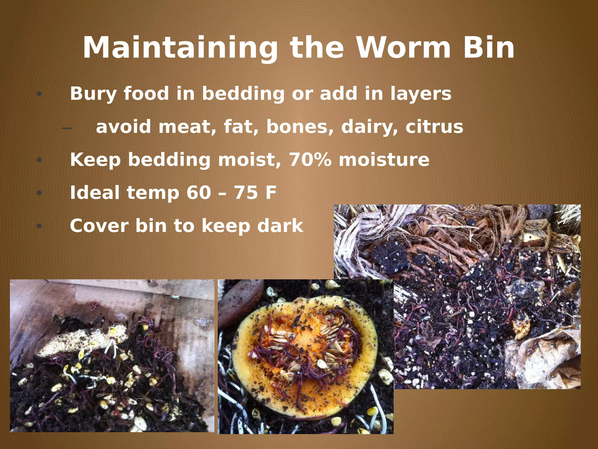 Maintaining the Worm Bin
• Bury food in bedding or add in layers
– avoid meat, fat, bones, dairy, citrus
• Keep bedding moist, 70% moisture
• Ideal temp 60 – 75 F
• Cover bin to keep dark
 