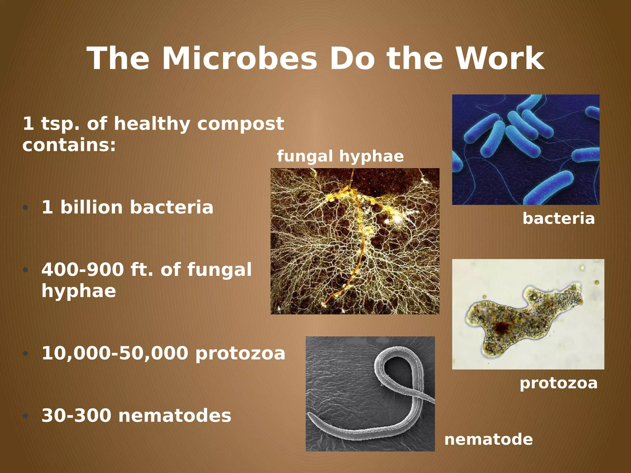 The Microbes Do the Work
1 tsp. of healthy compost
contains:
• 1 billion bacteria
• 400-900 ft. of fungal
hyphae
• 10,000-50,000 protozoa
• 30-300 nematodes
bacteria
protozoa
nematode
fungal hyphae
 