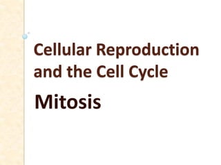 Cellular Reproduction
and the Cell Cycle

Mitosis

 