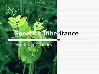 Genetics Inheritance
Mendelian Genetics

 