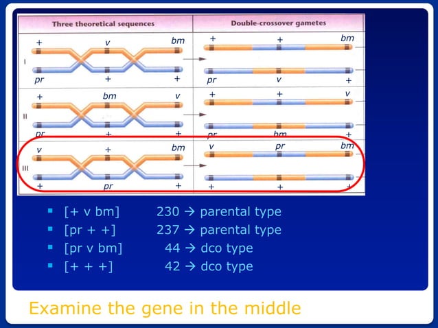Bft1033 6 linkage genes_print