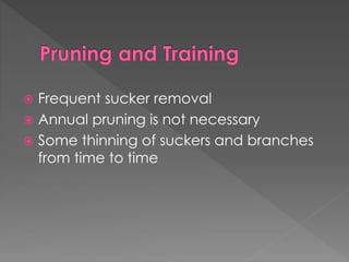  Frequent sucker removal
 Annual pruning is not necessary
 Some thinning of suckers and branches
from time to time
 