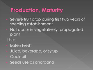 • Severe fruit drop during first two years of
seedling establishment
• Not occur in vegetatively propagated
plant
Uses
• Eaten Fresh
• Juice, beverage, or syrup
• Cocktail
• Seeds use as anardana
 