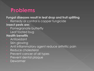 Fungal diseases result in leaf drop and fruit splitting
• Remedy or control is copper fungicide
Insect pests are;
• Pomegranate butterfly
• Leaf footed bug
Health benefits
• Antioxidant
• Skin glowing
• Anti inflammatory agent reduce arthritic pain
• Reduce cholesterol
• Prevent cancer of all types
• Prevent dental plaque
• Dewormer
 