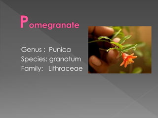 Genus : Punica
Species: granatum
Family: Lithraceae
 