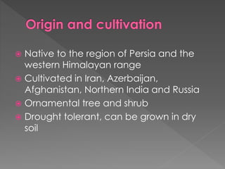  Native to the region of Persia and the
western Himalayan range
 Cultivated in Iran, Azerbaijan,
Afghanistan, Northern India and Russia
 Ornamental tree and shrub
 Drought tolerant, can be grown in dry
soil
 