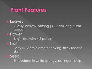  Leaves
› Glossy, narrow, oblong (3 – 7 cm long, 2 cm
broad)
 Flower
› Bright red with 4-5 petals
 Fruit
› Berry 5-12 cm diameter having thick reddish
skin
 Seed
› Embedded in white spongy, astringent pulp
 
