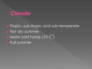  Tropic, sub-tropic and sub-temperate
 Hot dry summer
 More cold hardy (10 C
0
)
 Full summer
 