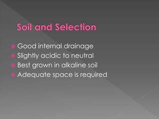 Good internal drainage
 Slightly acidic to neutral
 Best grown in alkaline soil
 Adequate space is required
 