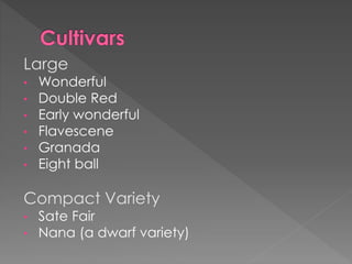 Large
• Wonderful
• Double Red
• Early wonderful
• Flavescene
• Granada
• Eight ball
Compact Variety
• Sate Fair
• Nana (a dwarf variety)
 