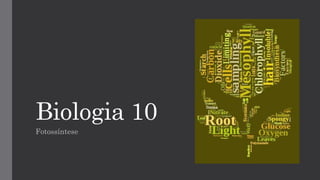 Biologia 10
Fotossíntese