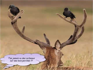 T’as jamais vu des corbeaux sur des bois perchés ??