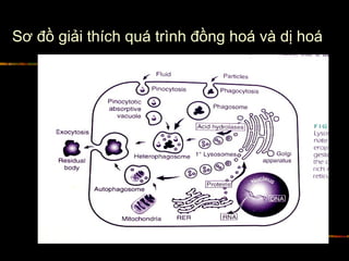 Sơ đồ giải thích quá trình đồng hoá và dị hoá
 