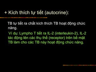 + Kích thích tự tiết (autocrine):
TB tự tiết ra chất kích thích TB hoạt động chức
năng.
Ví dụ: Lympho T tiết ra IL-2 (interleukin-2), IL-2
tác động lên các thụ thể (receptor) trên bề mặt
TB làm cho các TB này hoạt động chức năng.
 
