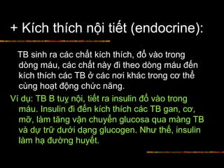 + Kích thích nội tiết (endocrine):
TB sinh ra các chất kích thích, đổ vào trong
dòng máu, các chất này đi theo dòng máu đến
kích thích các TB ở các nơi khác trong cơ thể
cùng hoạt động chức năng.
Ví dụ: TB B tuỵ nội, tiết ra insulin đổ vào trong
máu. Insulin đi đến kích thích các TB gan, cơ,
mỡ, làm tăng vận chuyển glucosa qua màng TB
và dự trữ dưới dạng glucogen. Như thế, insulin
làm hạ đường huyết.
 