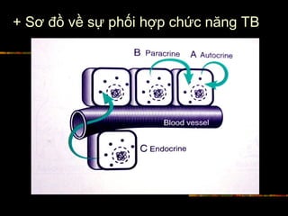 + Sơ đồ về sự phối hợp chức năng TB
 