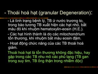 - Thoái hoá hạt (granular Degeneration):
- Là tình trạng bệnh lý, TB ứ nước trương to,
trong bào tương TB xuất hiện các hạt nhỏ, bắt
màu đỏ khi nhuộm hematoxylin-eosin (H.E.).
- Các hạt hình thành là do các mitochondrium
tổn thương, khi nhuộm bắt màu eosin đậm.
- Hoạt động chức năng của các TB thoái hoá
giảm.
Thoái hoá hạt là tổn thương không đặc hiệu, hay
gặp trong các TB nhu mô các phủ tạng (TB gan
trong suy tim, TB ống thận trong nhiễm độc)
 