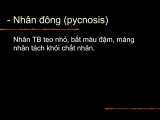 - Nhân đông (pycnosis)
Nhân TB teo nhỏ, bắt màu đậm, màng
nhân tách khỏi chất nhân.
 