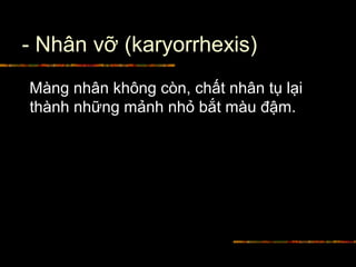 - Nhân vỡ (karyorrhexis)
Màng nhân không còn, chất nhân tụ lại
thành những mảnh nhỏ bắt màu đậm.
 