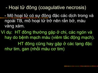 - Hoại tử đông (coagulative necrosis)
- Mô hoại tử có sự đông đặc các dịch trong và
ngoài TB, mô hoại tử trở nên rắn bở, màu
vàng xám.
Ví dụ: HT đông thường gặp ở chi, các ngón và
hay do bệnh mạch máu (viêm tắc động mạch).
HT đông cũng hay gặp ở các tạng đặc
như tim, gan (nhồi máu cơ tim)
 