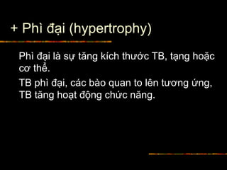 + Phì đại (hypertrophy)
Phì đại là sự tăng kích thước TB, tạng hoặc
cơ thể.
TB phì đại, các bào quan to lên tương ứng,
TB tăng hoạt động chức năng.
 