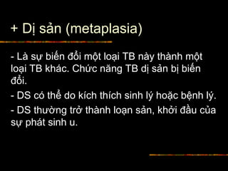 + Dị sản (metaplasia)
- Là sự biến đổi một loại TB này thành một
loại TB khác. Chức năng TB dị sản bị biến
đổi.
- DS có thể do kích thích sinh lý hoặc bệnh lý.
- DS thường trở thành loạn sản, khởi đầu của
sự phát sinh u.
 