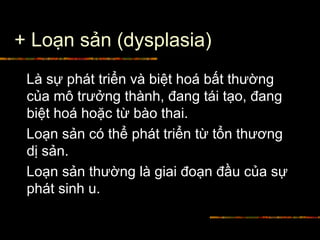+ Loạn sản (dysplasia)
Là sự phát triển và biệt hoá bất thường
của mô trưởng thành, đang tái tạo, đang
biệt hoá hoặc từ bào thai.
Loạn sản có thể phát triển từ tổn thương
dị sản.
Loạn sản thường là giai đoạn đầu của sự
phát sinh u.
 