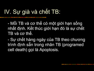IV. Sự già và chết TB:
- Mỗi TB và cơ thể có một giới hạn sống
nhất định. Kết thúc giới hạn đó là sự chết
TB và cơ thể.
- Sự chết hàng ngày của TB theo chương
trình định sẵn trong nhân TB (programed
cell death) gọi là Apoptosis.
 
