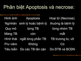 Phân biệt Apoptosis và necrose:
Hình ảnh Apoptosis Hoại tử (Necrose)
Ng/nhân sinh lý hoăc bệnh lý thuờng là bệnh lý
Quy mô từng TB từng nhóm TB
Màng TB còn mất
Hình thái ngắt từng phần TB TB trương to, vỡ
P/ư viêm Không Có
Tiêu biến Do các TB lân cận Do ĐTB và BCĐN
 