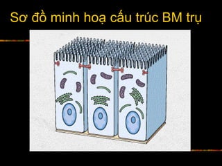 Sơ đồ minh hoạ cấu trúc BM trụ
 