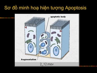 Sơ đồ minh hoạ hiện tượng Apoptosis
 
