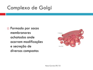 Complexo de Golgi


   Formado por sacos
    membranares
    achatados onde
    ocorrem modificações
    e secreção de
    diversos compostos


                           Nuno Correia 09/10
 