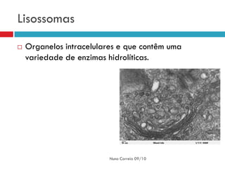 Lisossomas
   Organelos intracelulares e que contêm uma
    variedade de enzimas hidrolíticas.




                          Nuno Correia 09/10
 