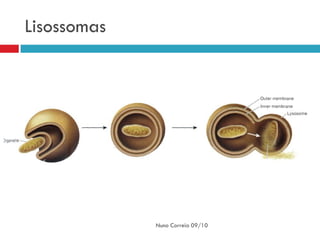 Lisossomas




             Nuno Correia 09/10
 