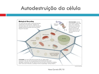 Autodestruição da célula




          Nuno Correia 09/10
 