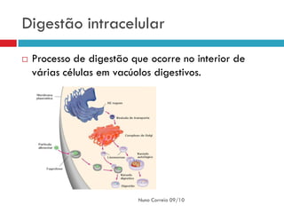 Digestão intracelular
   Processo de digestão que ocorre no interior de
    várias células em vacúolos digestivos.




                          Nuno Correia 09/10
 